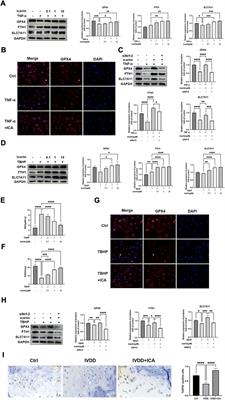 Icariin protects vertebral endplate chondrocytes against apoptosis and degeneration via activating Nrf-2/HO-1 pathway